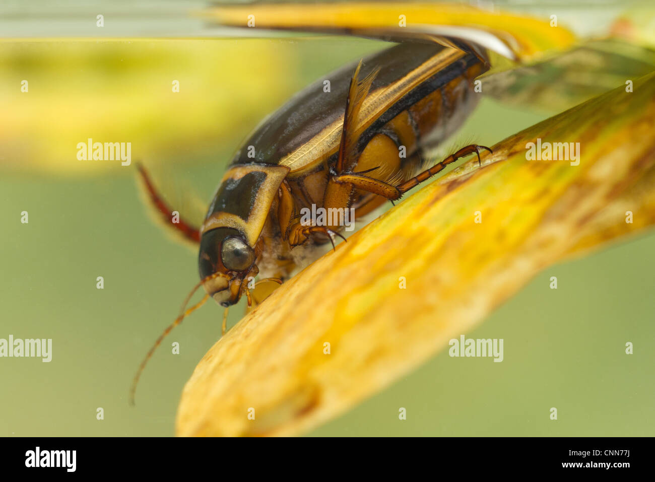 Great Diving Beetle (Dytiscus marginalis) adult, at surface of water, Derbyshire, England, july Stock Photo
