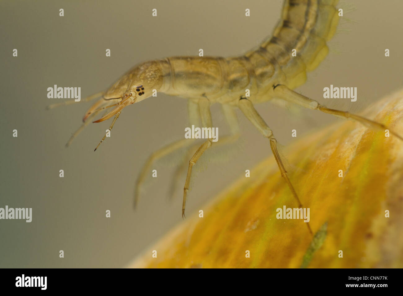 Great Diving Beetle (Dytiscus marginalis) larva, close-up of head and legs, Derbyshire, England, july Stock Photo