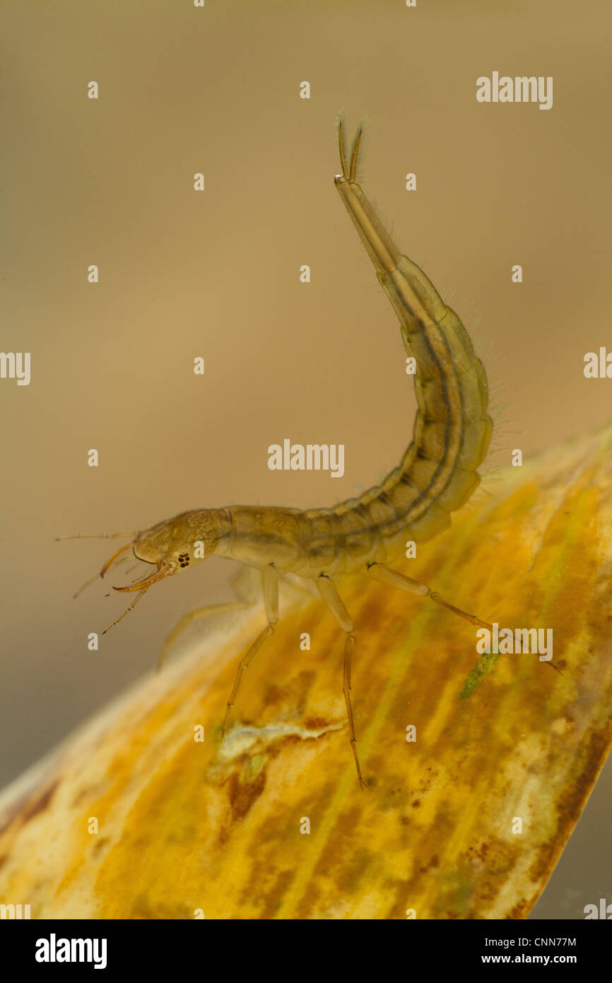 Great Diving Beetle (Dytiscus marginalis) larva, on submerged leaf, Derbyshire, England, july Stock Photo