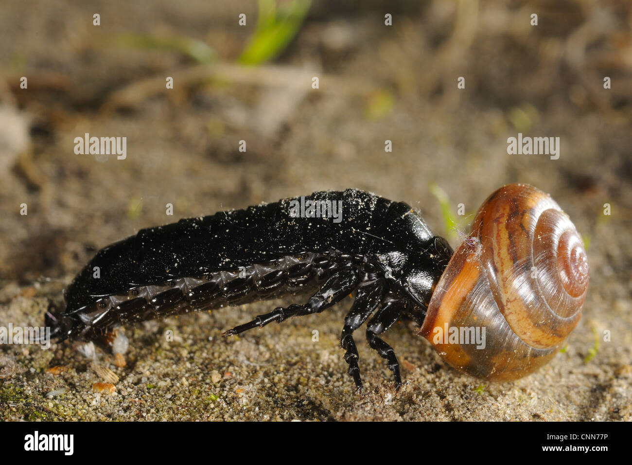 Ground Beetle (Carabidae sp.) larva, feeding on snail prey, Italy, april Stock Photo