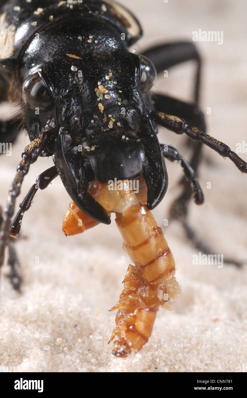 Six-spot Ground Beetle Anthia sexguttata adult close-up head feeding on Mealworm Tenebrionidae sp. larva Northern Africa Stock Photo