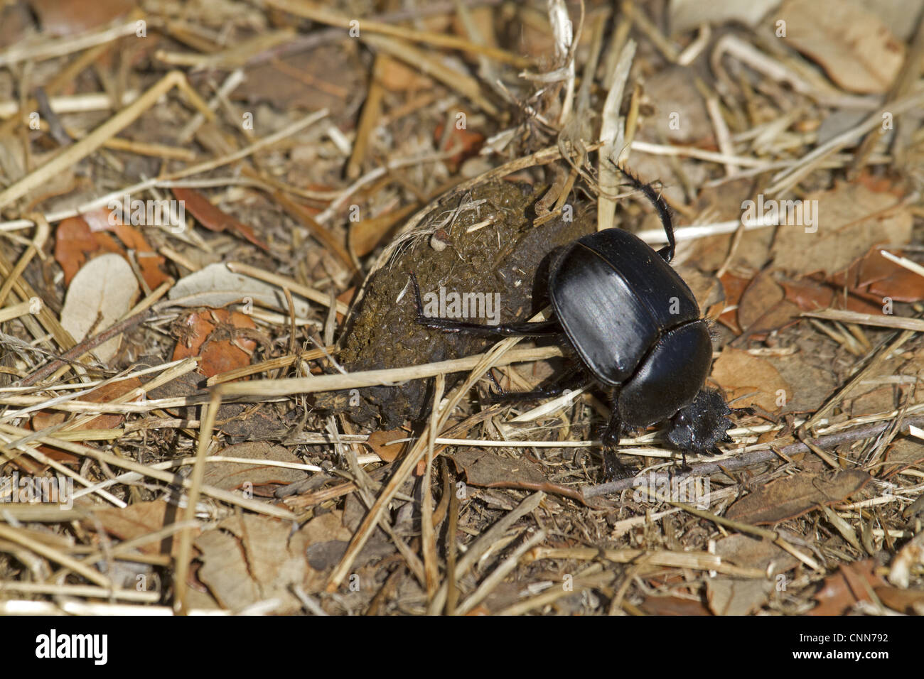 Sacred Scarab Beetle (Scarabaeus sacer) adult, rolling dung ball amongst leaf litter, Extremadura, Spain, august Stock Photo