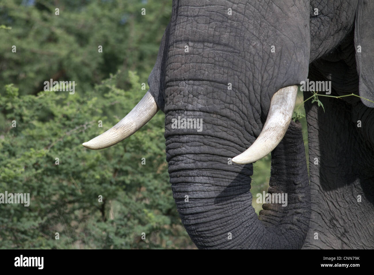 The Ivory tusks of the African Elephant from Botswana. Stock Photo