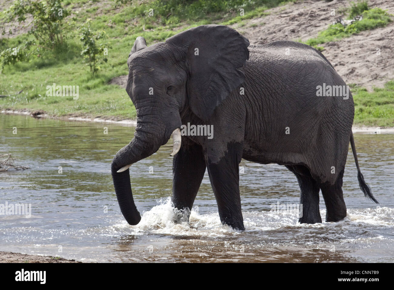 African Elephant rests his trunk as he crosses a small river at Savuti Lodge in Botswana Stock Photo