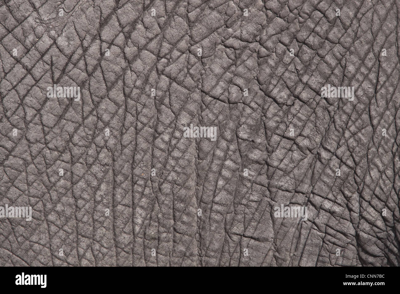 The grey patterned skin of an African Elephant. Stock Photo