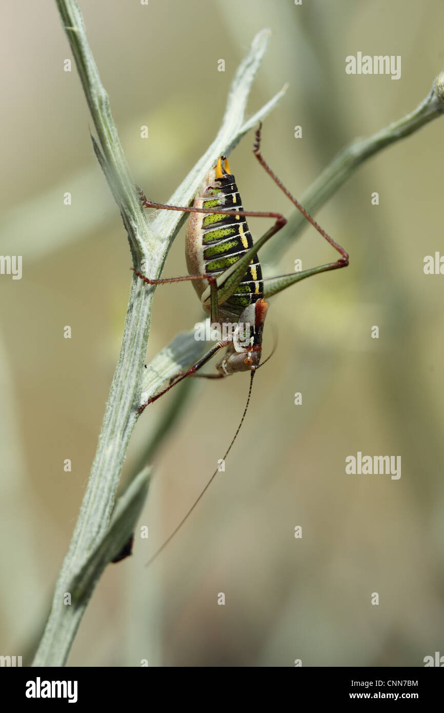 Saddle-backed Bush-cricket (Ephippiger ephippiger) adult, resting on stem, Lesvos, Greece, may Stock Photo