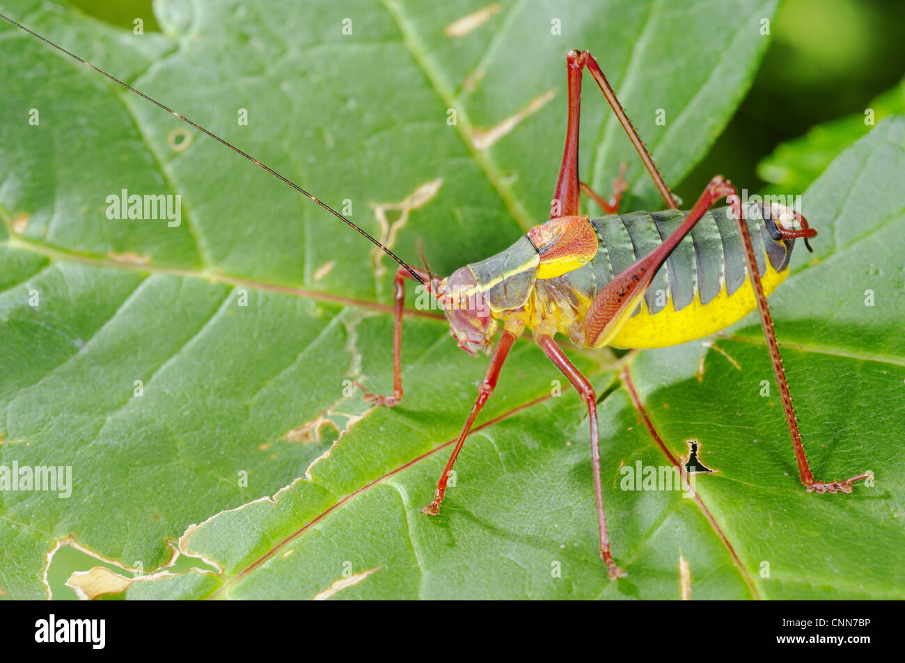 Bush-cricket (Barbitistes onustus) adult, standing on leaf, Italy, july Stock Photo