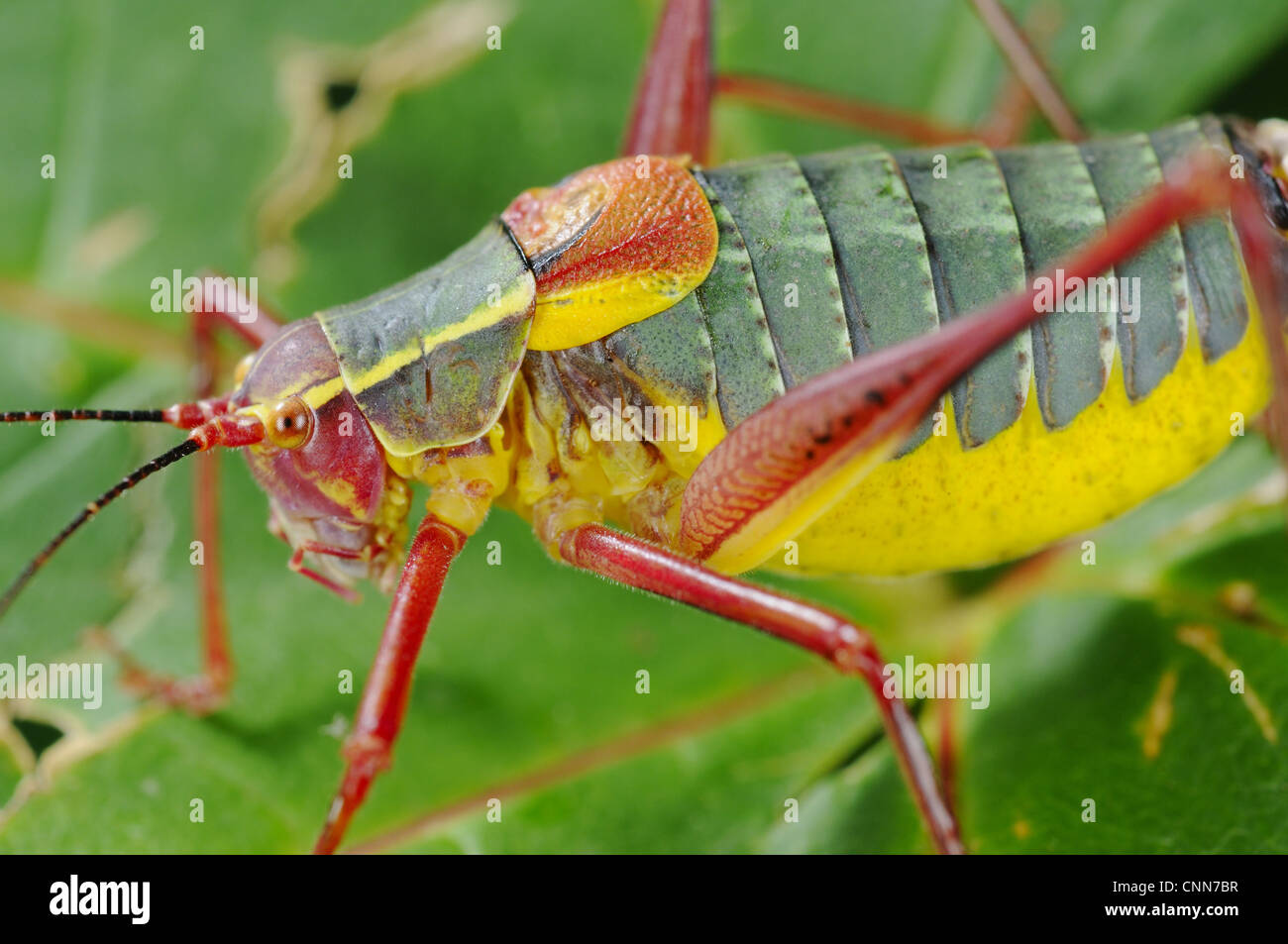 Bush-cricket (Barbitistes onustus) adult, close-up on leaf, Italy, july Stock Photo