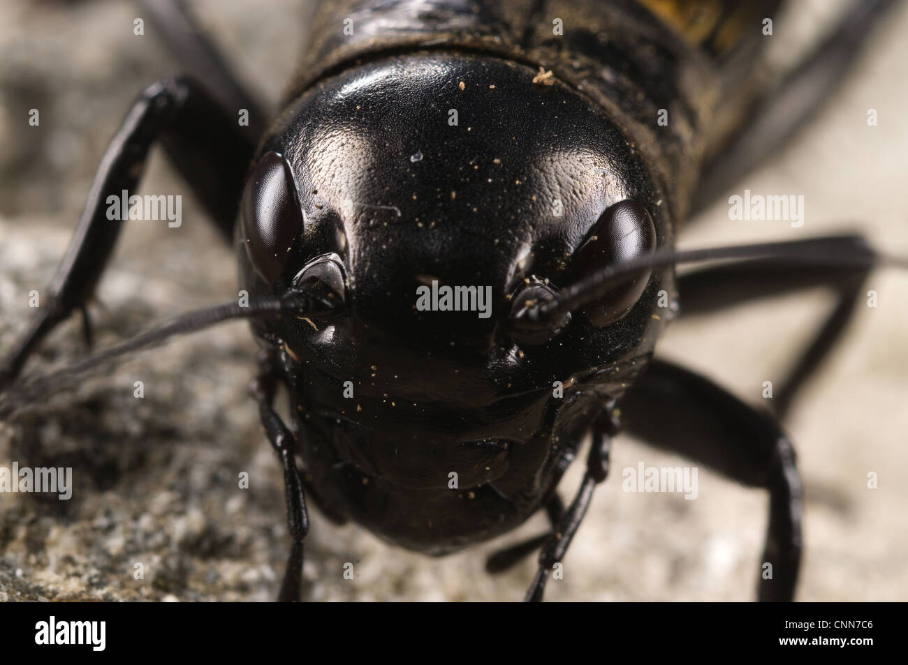 Field Cricket (Gryllus campestris) adult male, close-up of head, Genova Province, Liguria, Italy, may Stock Photo