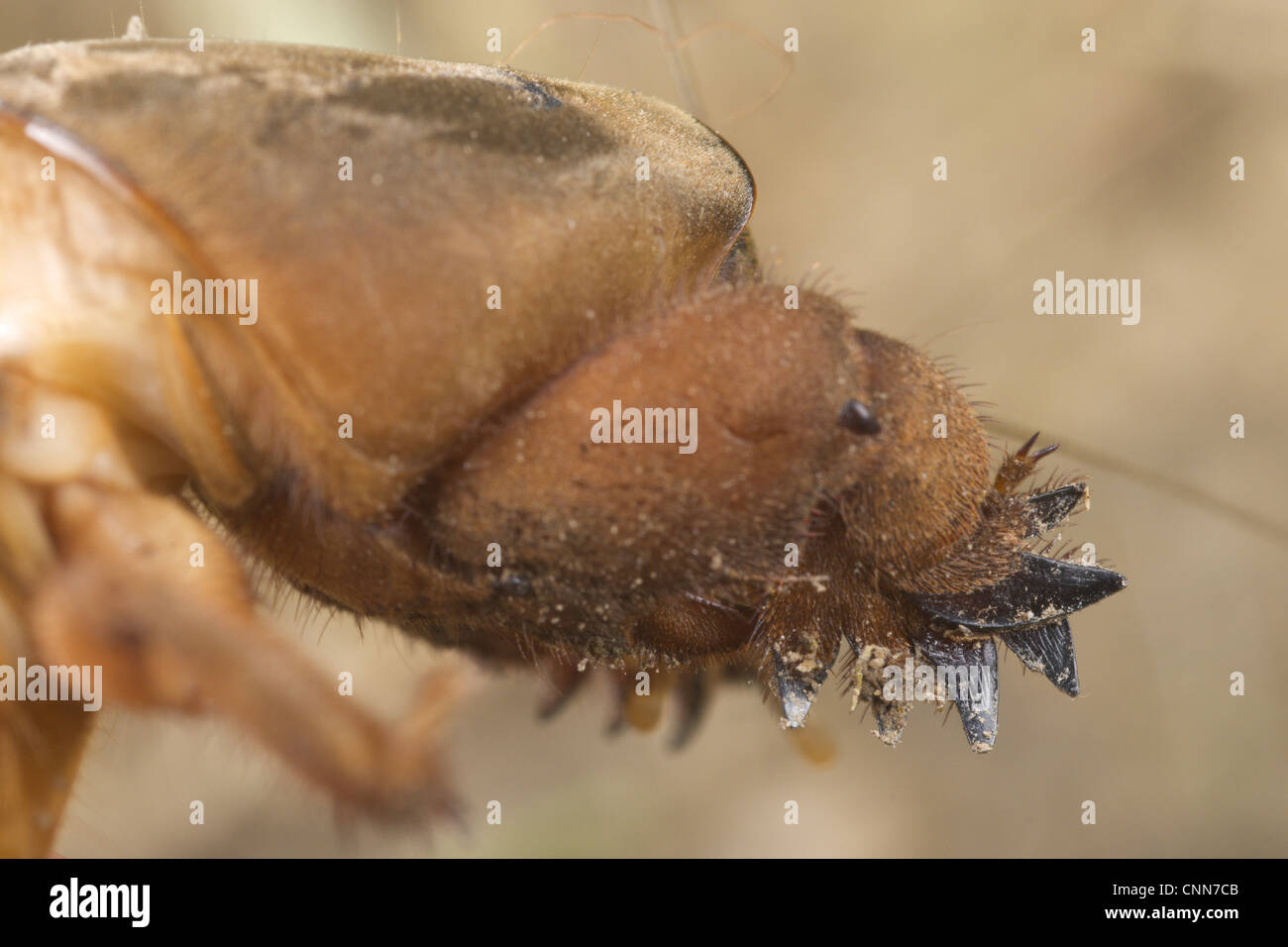 European Mole Cricket (Gryllotalpa gryllotalpa) adult, close-up of front leg, Italy, june Stock Photo