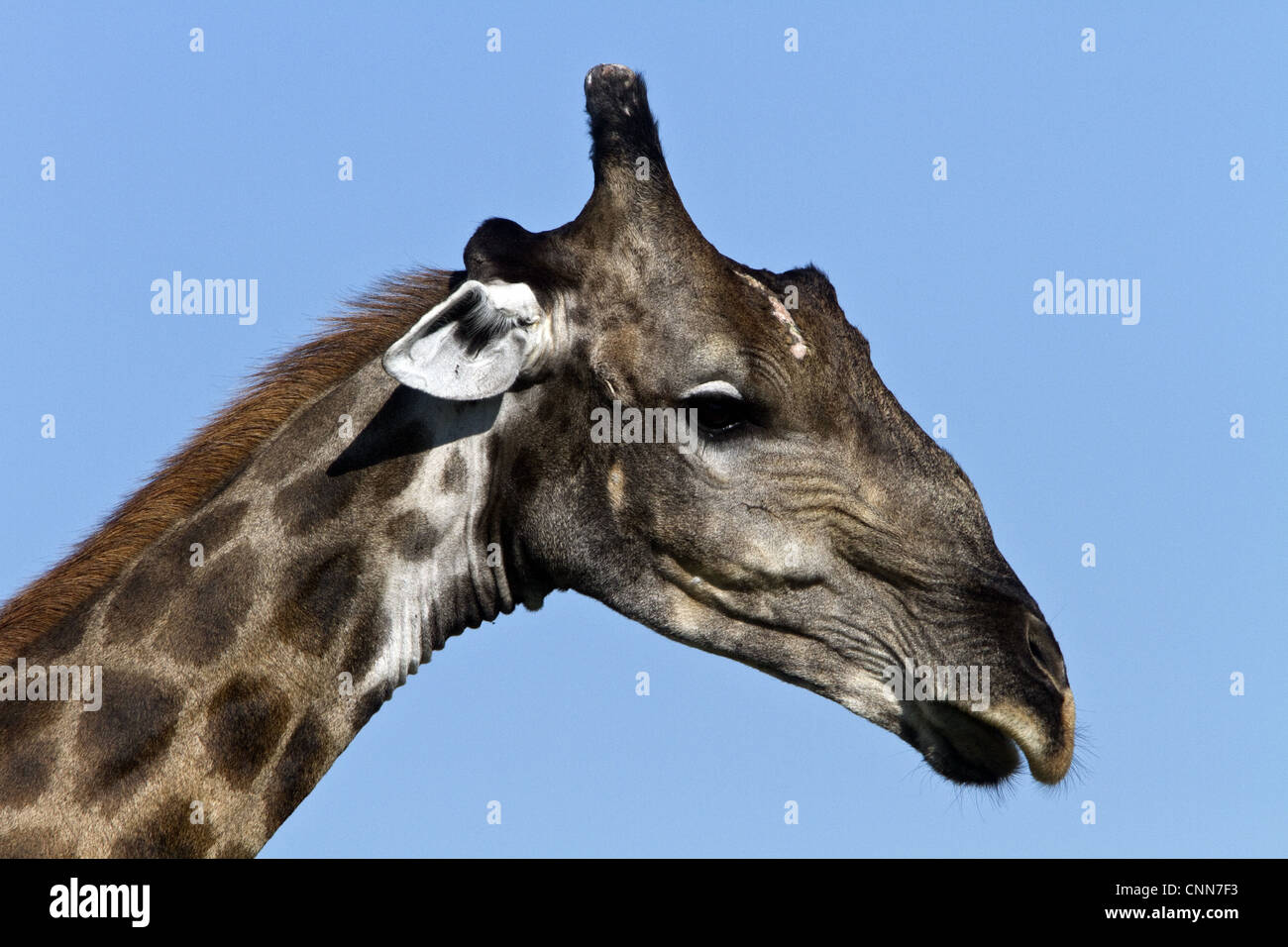 Head of Giraffe showing the horns or sub-conical ossicones. Stock Photo