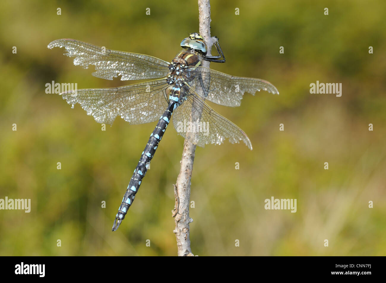 Common Hawker (Aeshna juncea) mature adult male, with wings damaged by fighting, resting on twig, Italian Alps, Italy, october Stock Photo