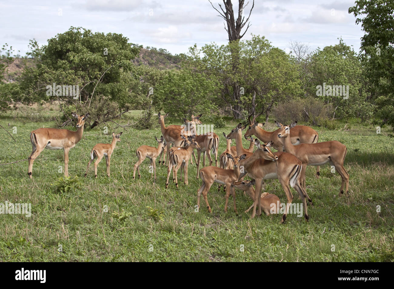 An Impala herd comprising adult male with his harem of females and there young Stock Photo