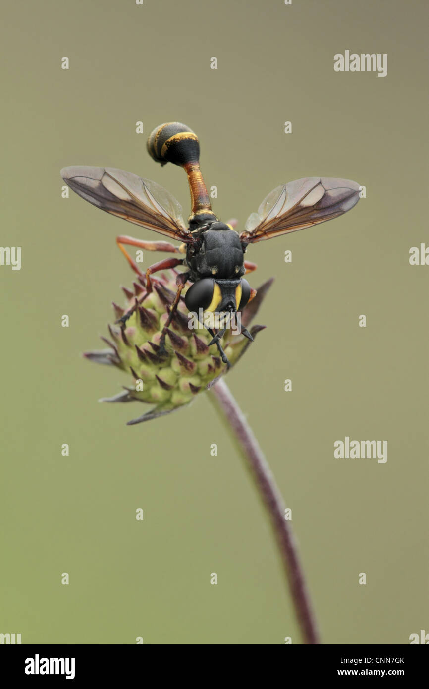 Thick-headed Conopid Fly (Physocephala rufipes) adult, resting on buds, Leicestershire, England, august Stock Photo