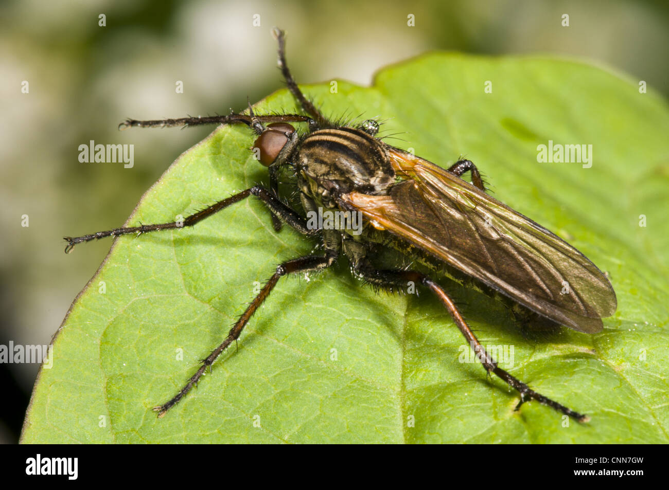 Dance Fly (Empis tessellata) adult, resting on leaf, Crossness Nature Reserve, Bexley, Kent, England, may Stock Photo
