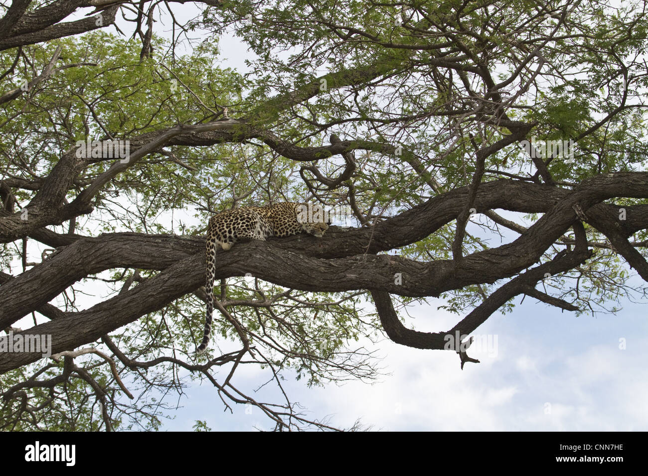 African Leopard rests on tree branch - Botswana Stock Photo
