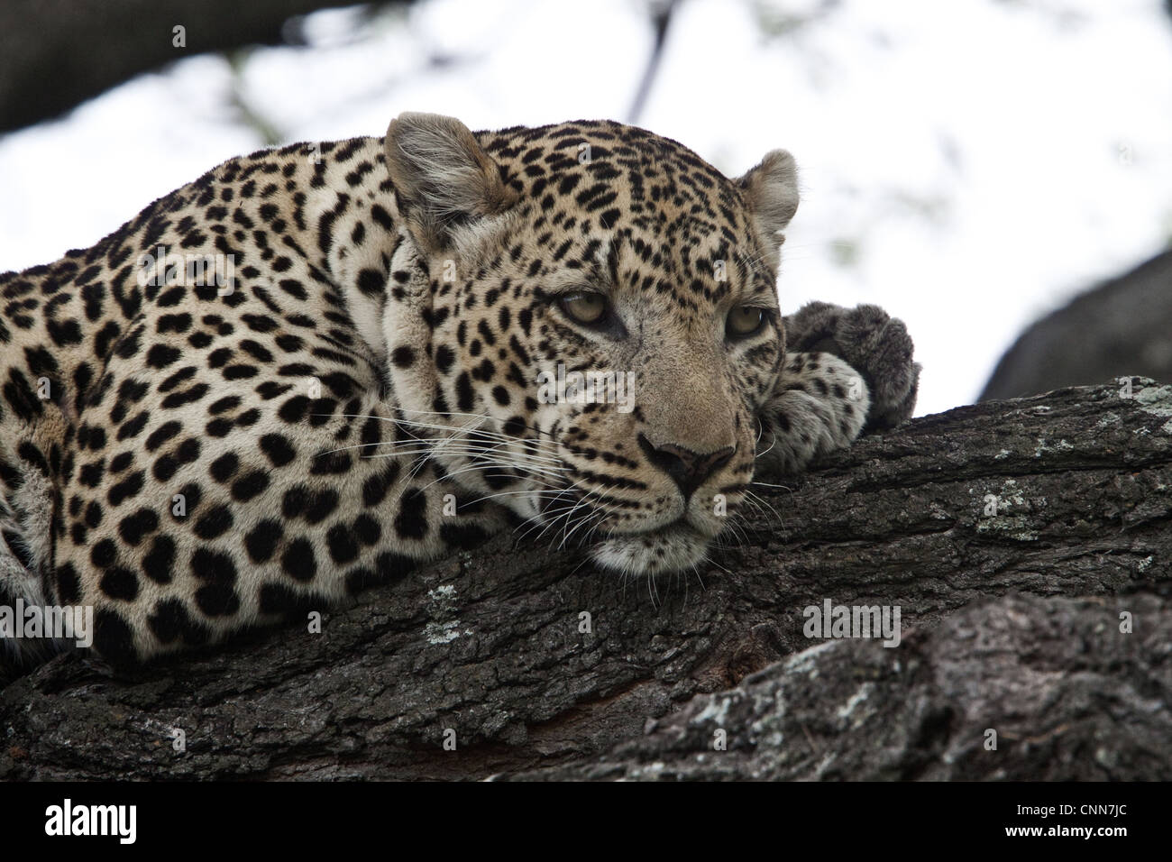 African Leopard rests on tree branch - Botswana Stock Photo - Alamy