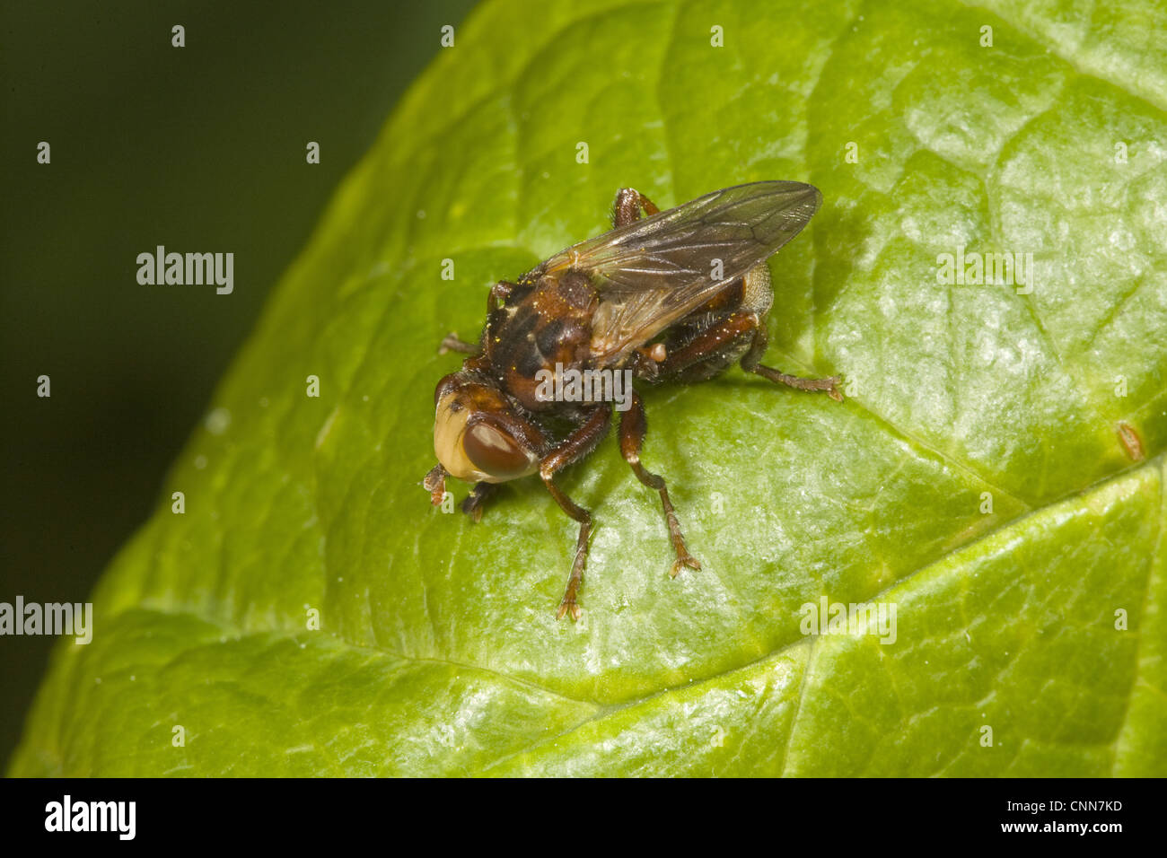 Thick-headed Fly (Sicus ferrugineus) adult, resting on leaf, Norfolk, England, june Stock Photo