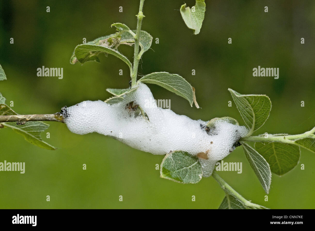 Common Froghopper (Philoenus spumarius) nymph in cuckoo-spit froth, England, may Stock Photo