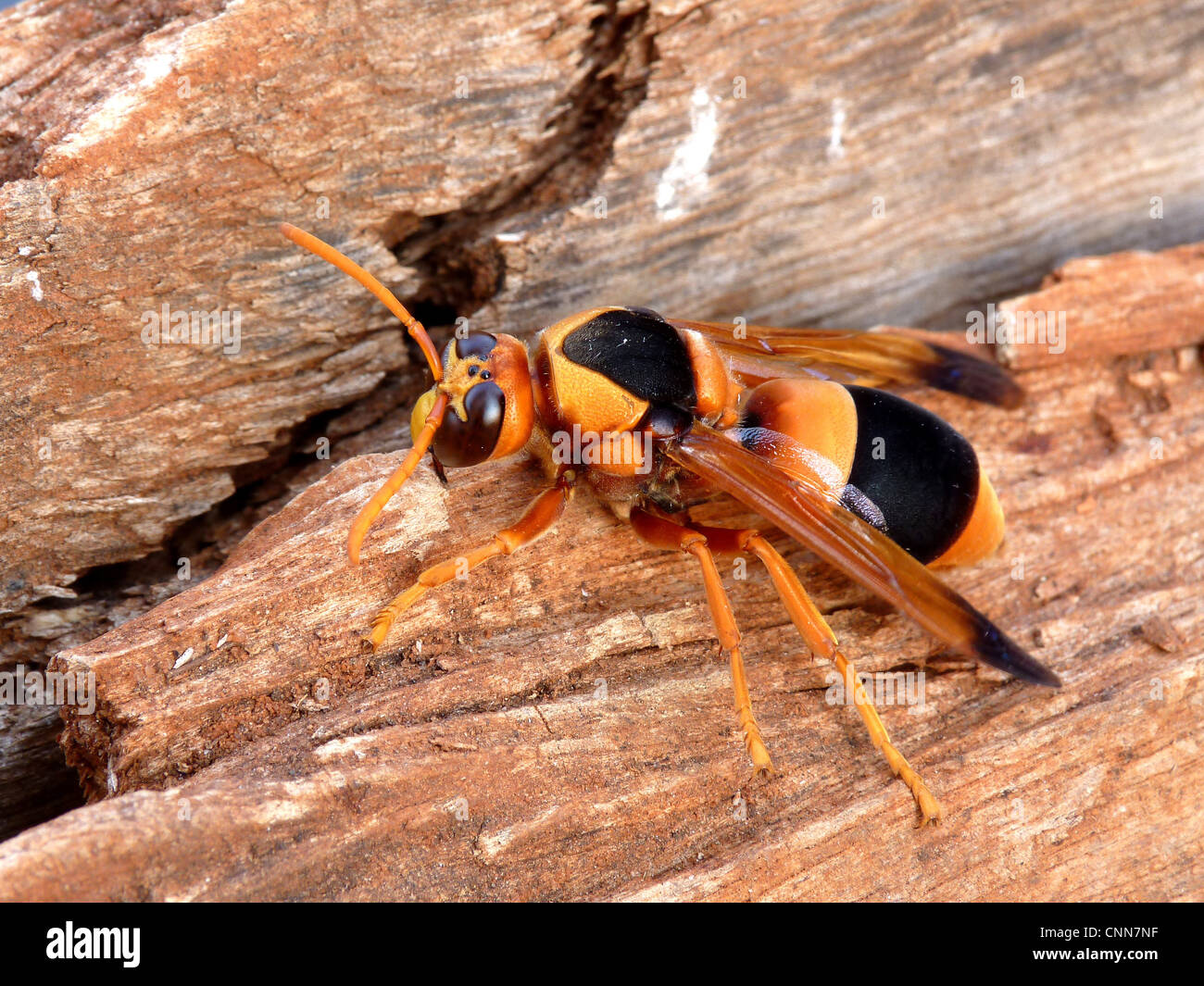 Australian Hornet (Abispa ephippium) adult, resting on dead wood, Northern Territory, Australia, september Stock Photo