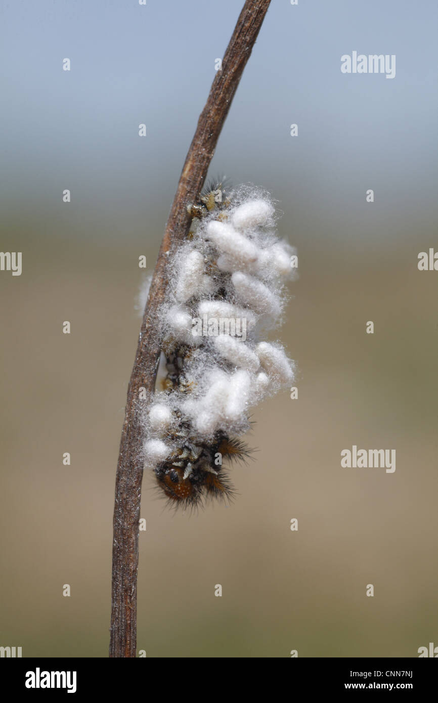 Ichneumon Wasp (Ichneumonoidea sp.) cocoons, on fritillary butterfly