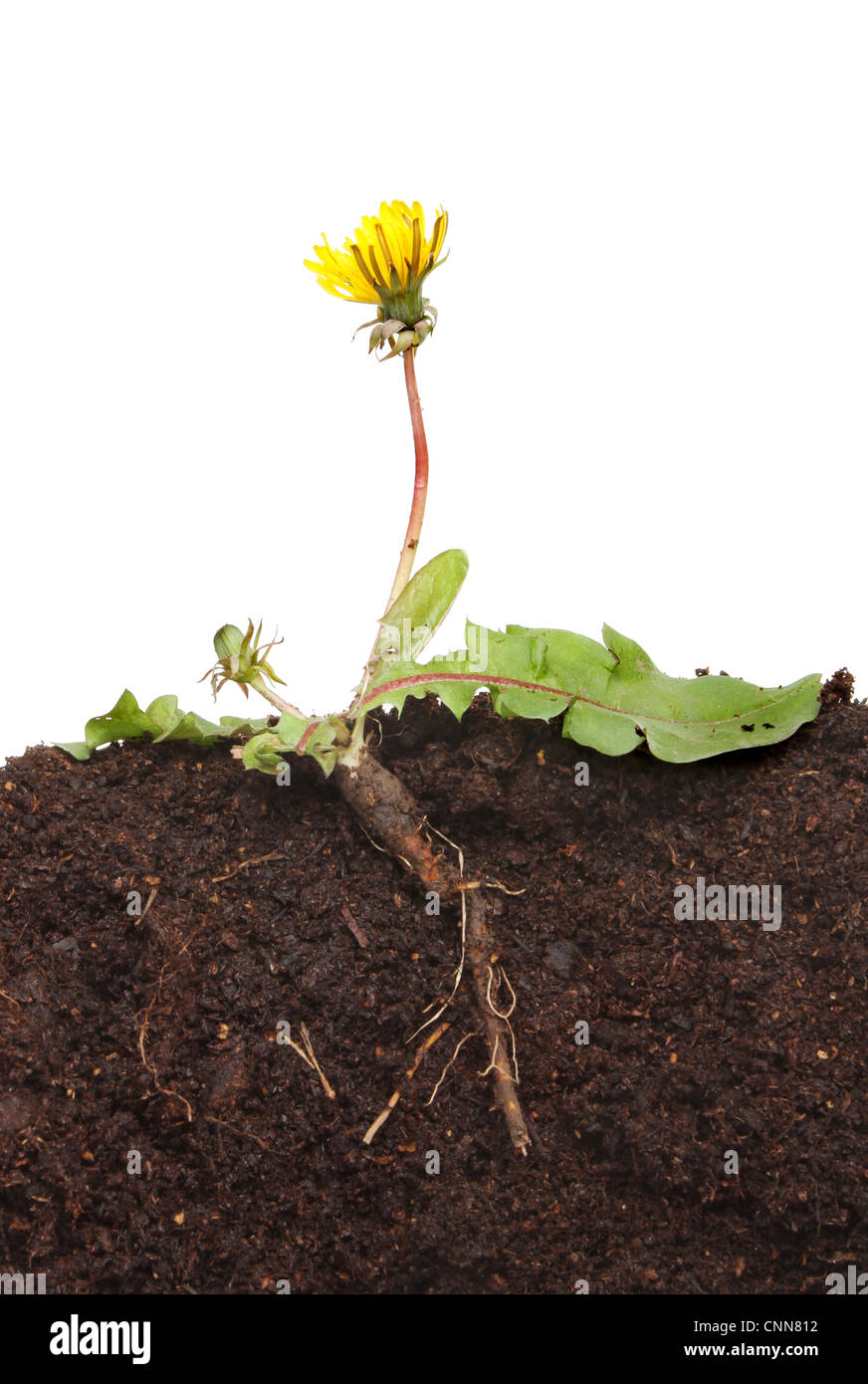 Dandelion, Taraxacum officinale, plant a section showing root structure leaves,flower and bud in soil against a white background Stock Photo
