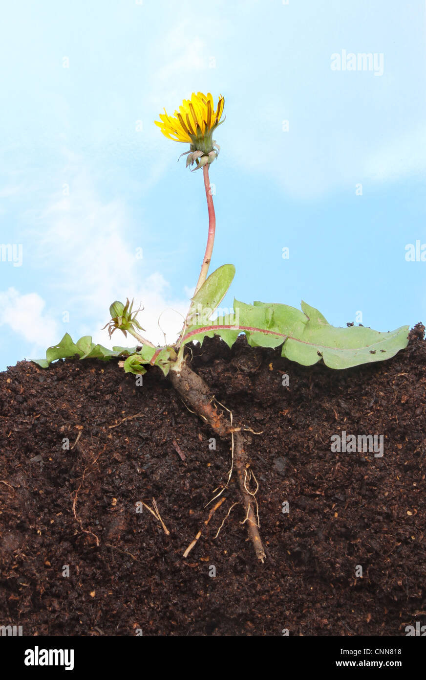Section through a dandelion ,Taraxacum officinale, showing root structure leaves,flower and bud in soil against a blue sky Stock Photo