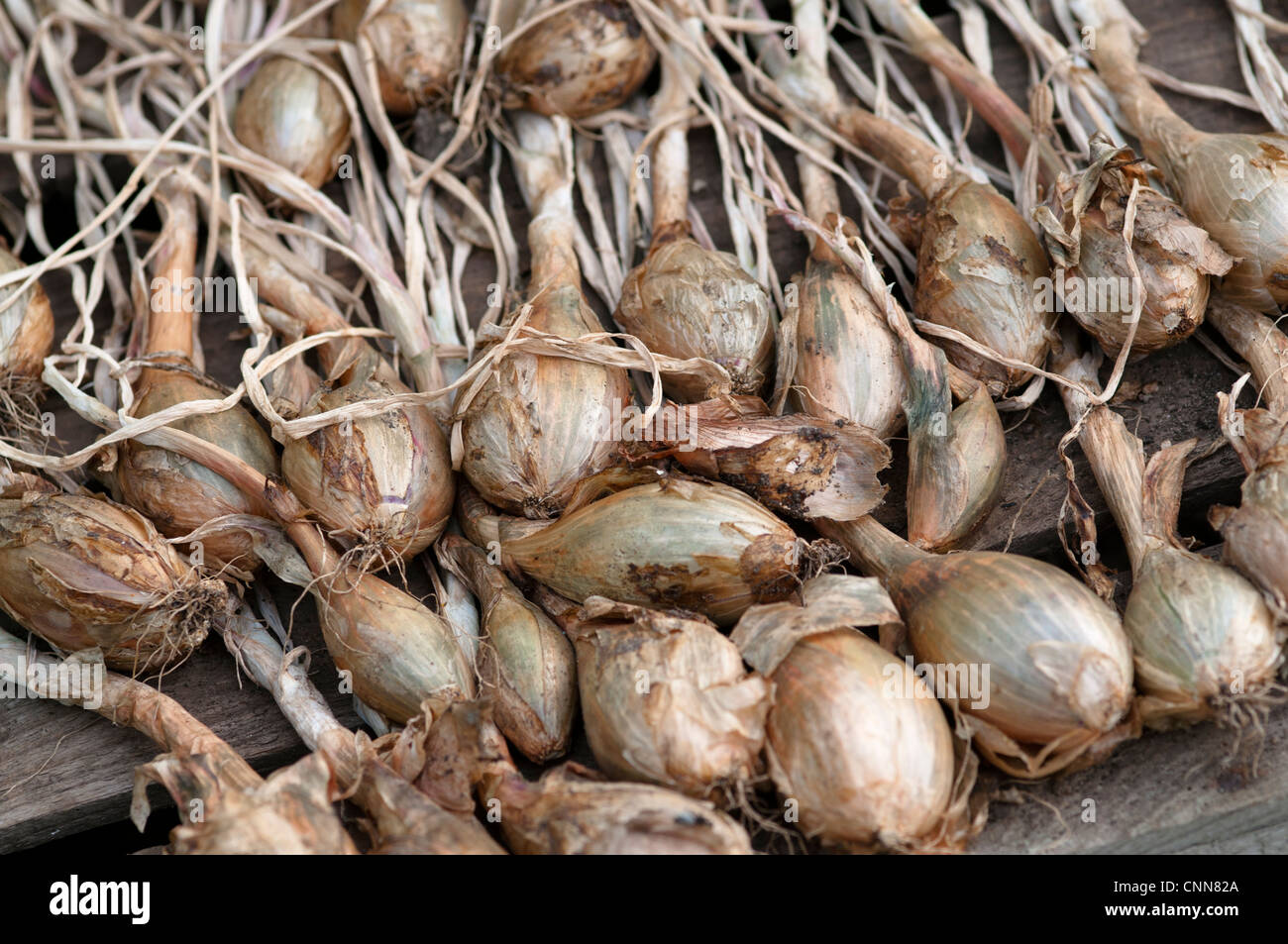 Shallots drying hires stock photography and images Alamy