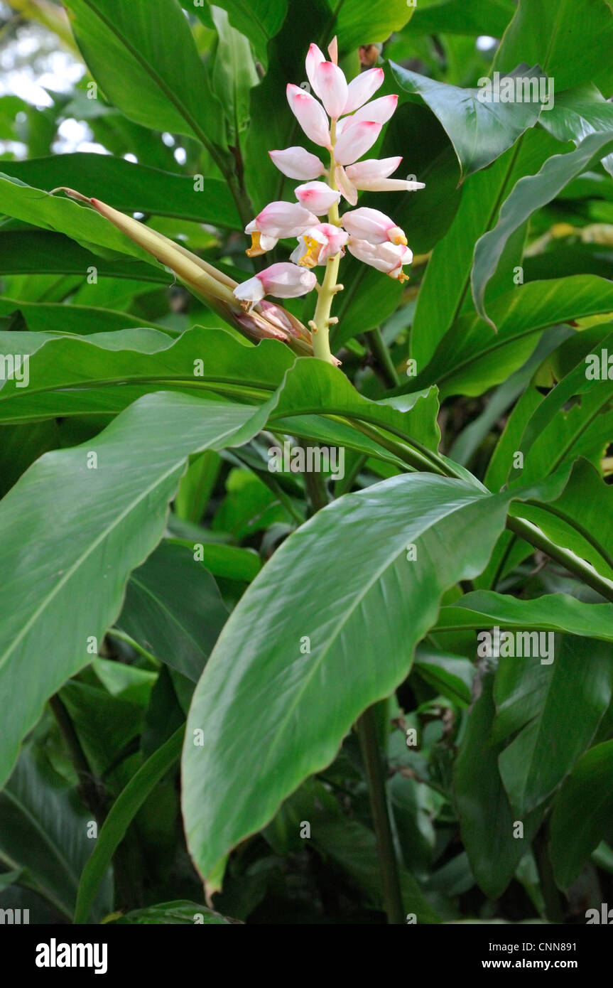 Shell ginger (Alpinia zerumbet; light galangal, pink porcelain lily, shell flower, variegated ginger, butterfly ginger) Stock Photo