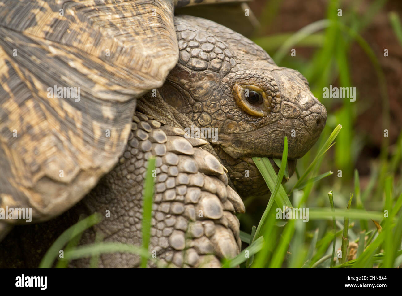 A turtle chewing on grass it just ate Stock Photo