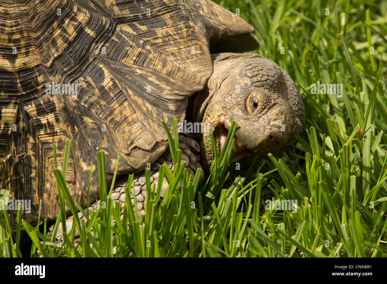 A turtle with it's mouth wide open about to eat grass Stock Photo