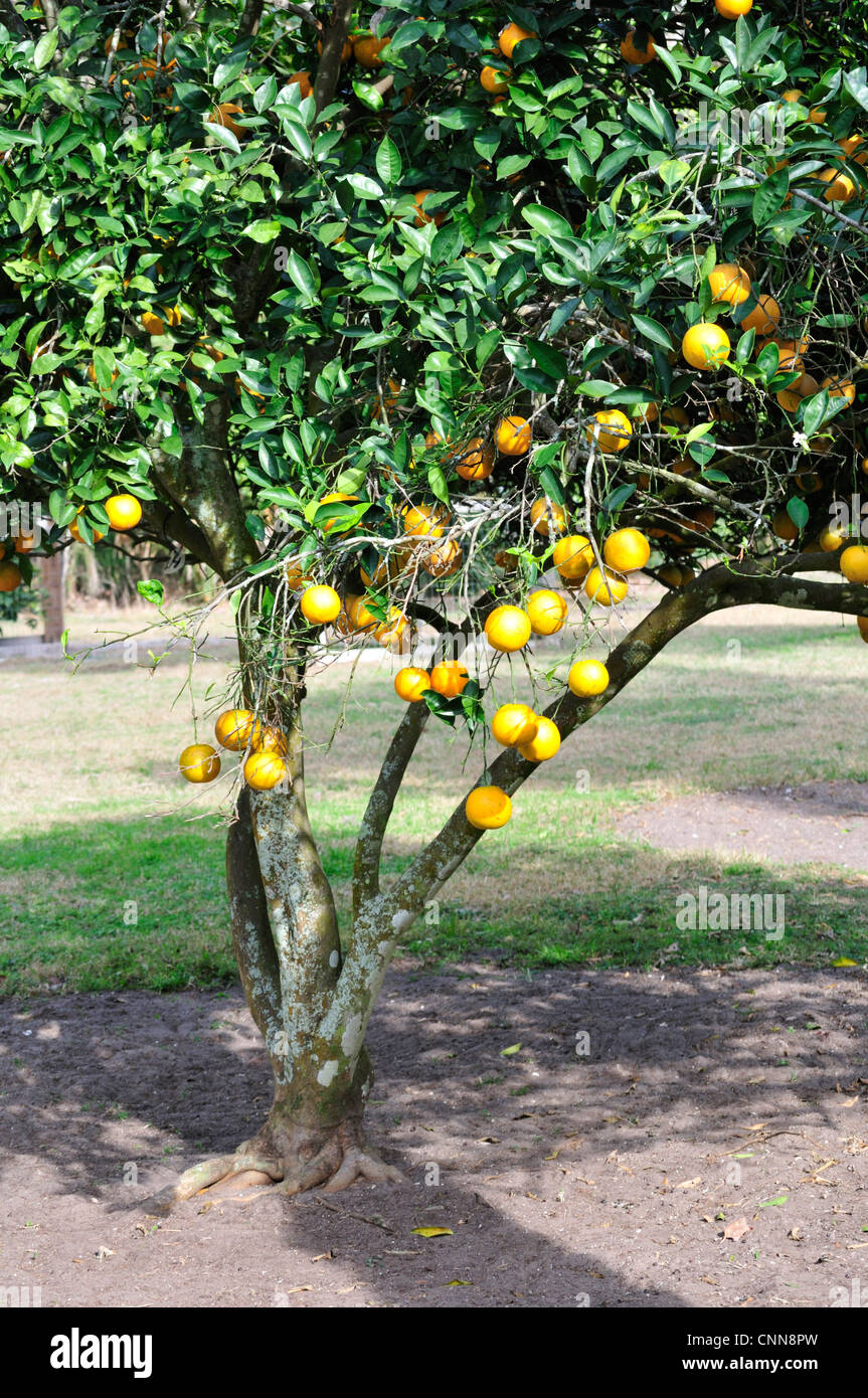 Orange tree growing in Washington Oaks Gardens State Park, near St. Augustine, Florida Stock Photo