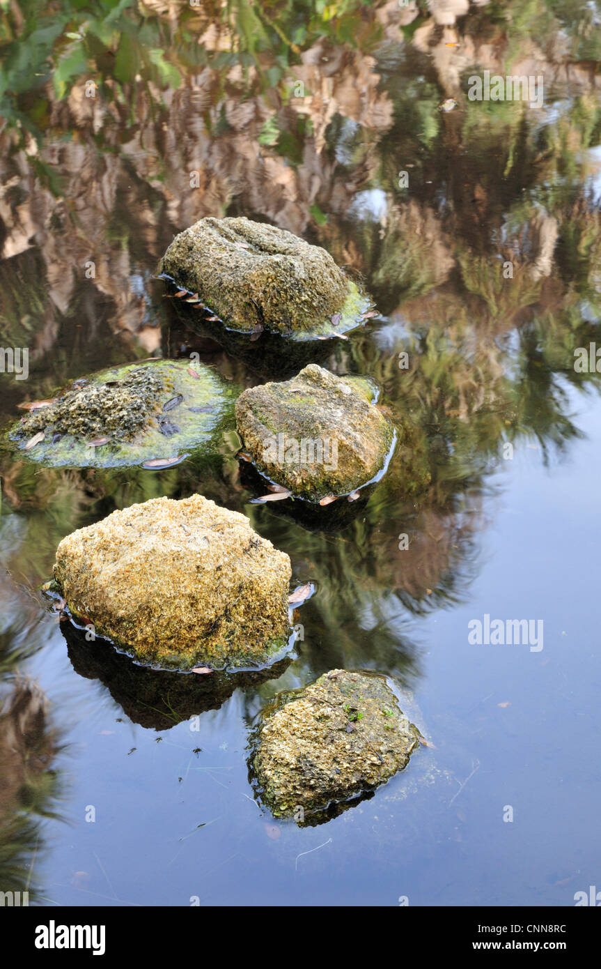 Tranquil pond at Washington Oaks Gardens State Park Stock Photo