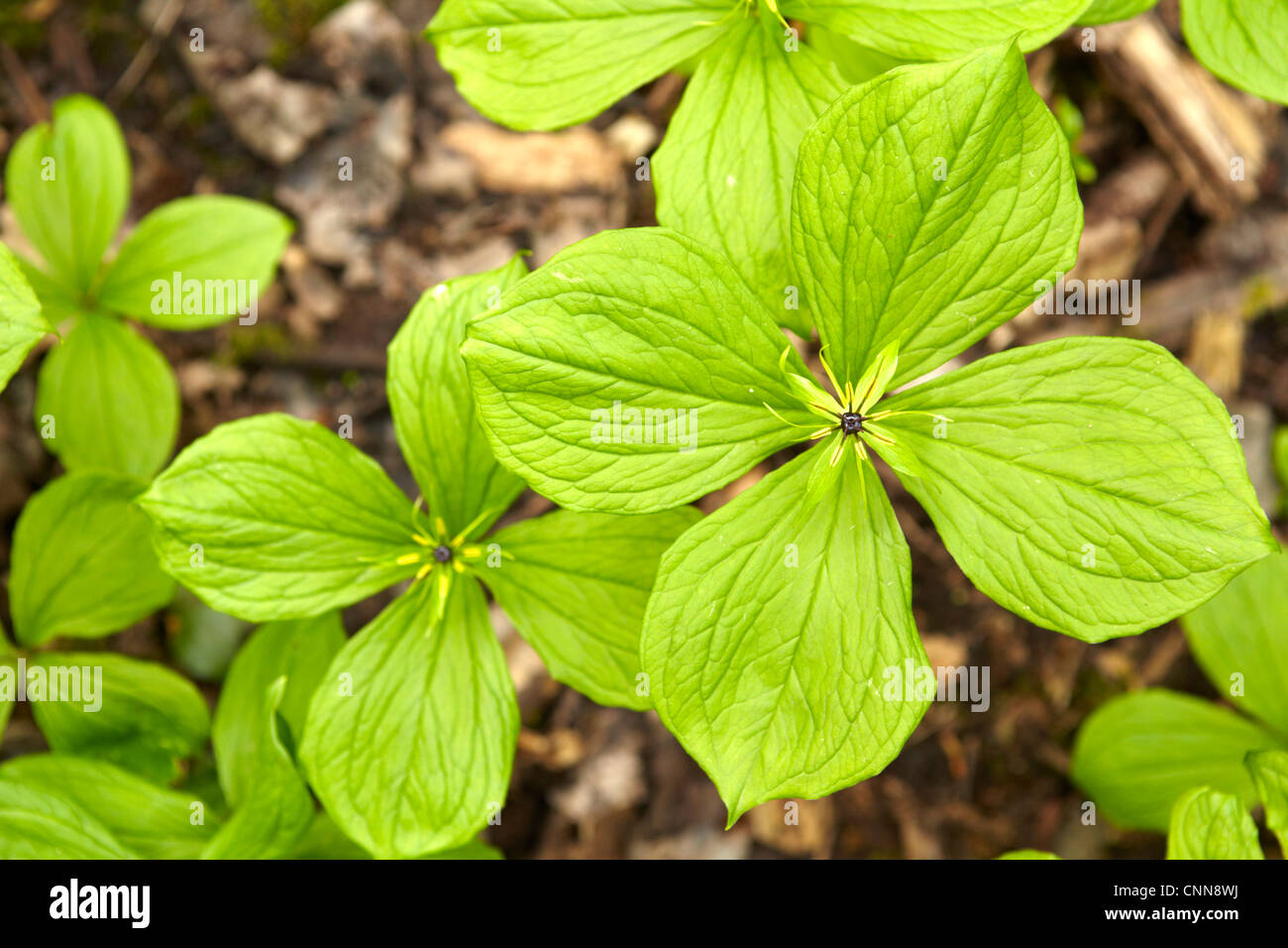 Paris quadrifolia, (Herb Paris), family Melanthiaceae, growing in damp deciduous woodland in South Wales. Stock Photo