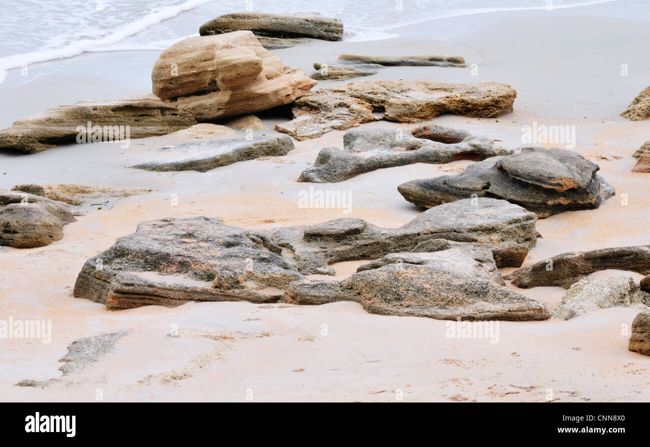Coquina rocks, part of an outcropping at Washington Oaks Gardens State