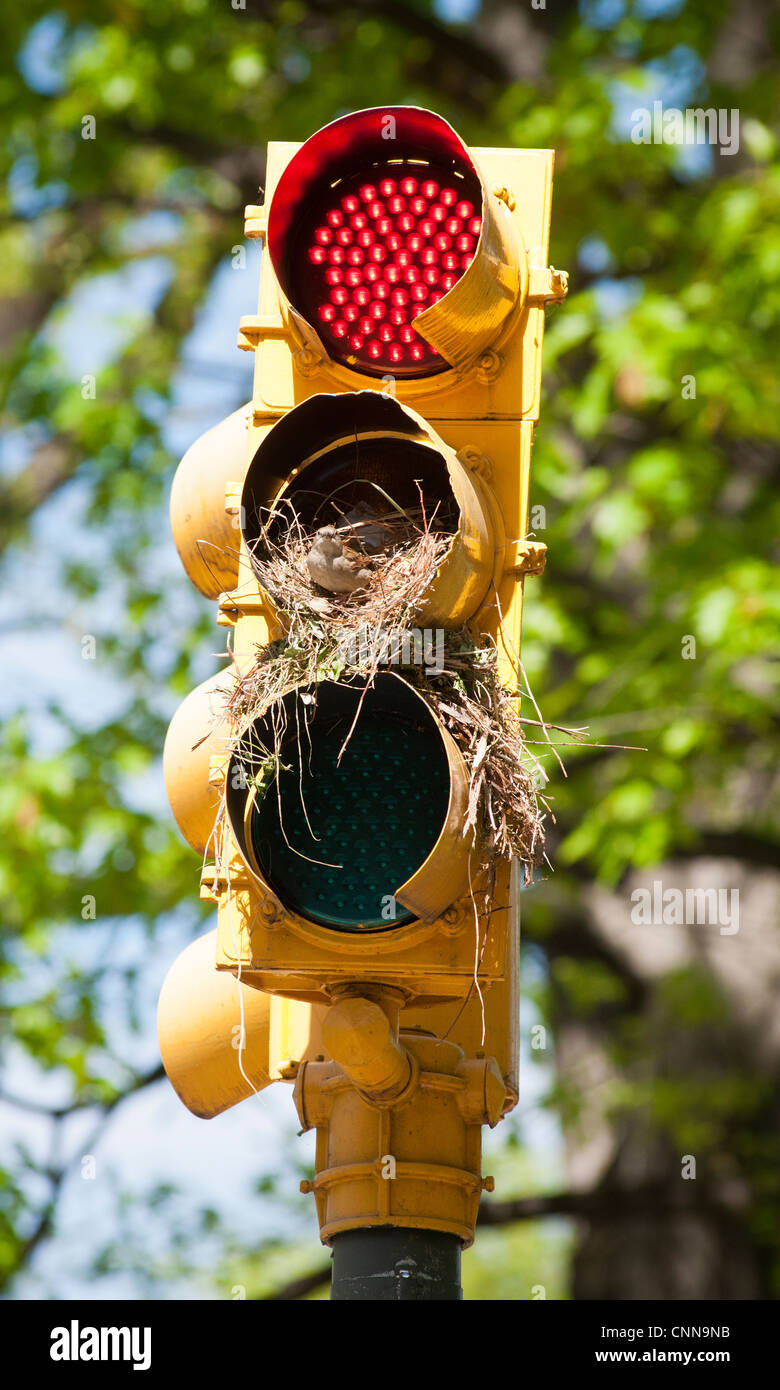 Traffic light nest hires stock photography and images Alamy