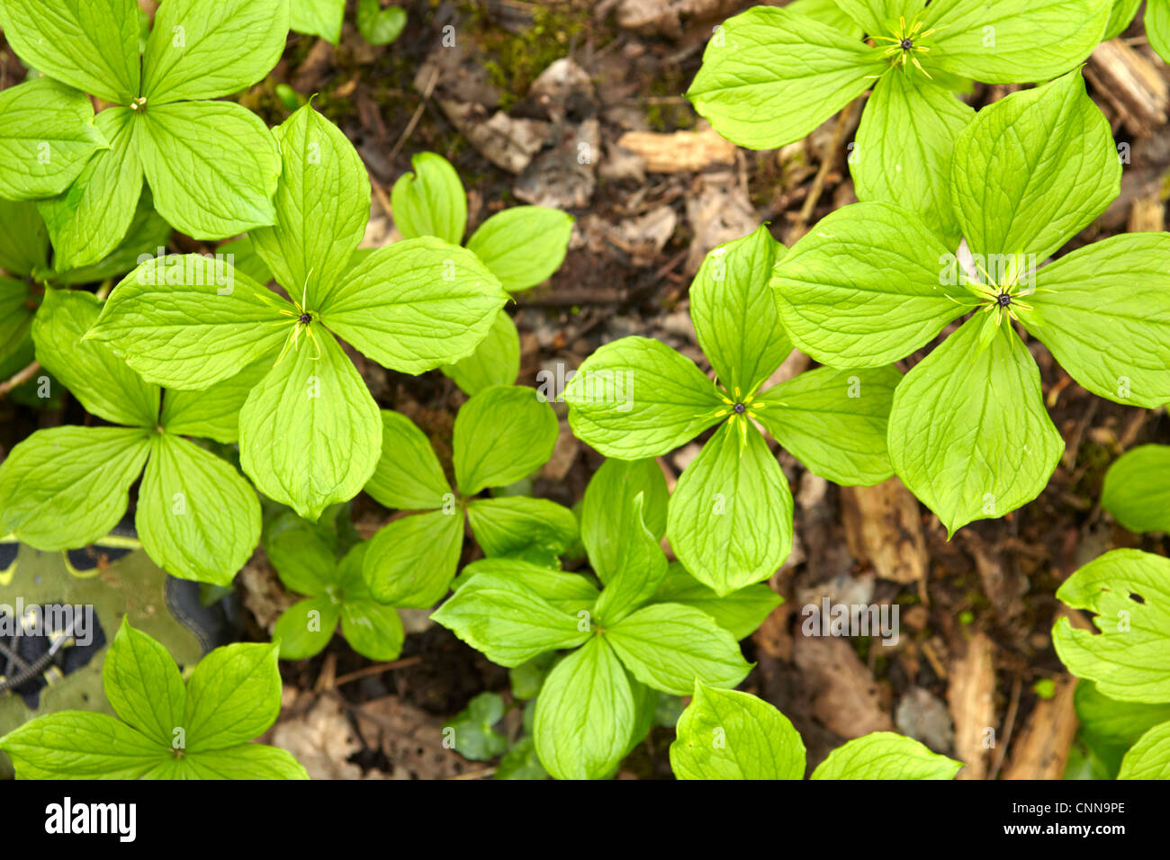 Paris quadrifolia, (Herb Paris), family Melanthiaceae, growing in damp deciduous woodland in South Wales. Stock Photo
