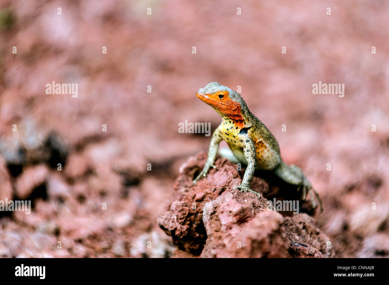 Galapagos Lizard Hi res Stock Photography And Images Alamy galapagos-lizard-hi-res-stock-photography-and-images-alamy