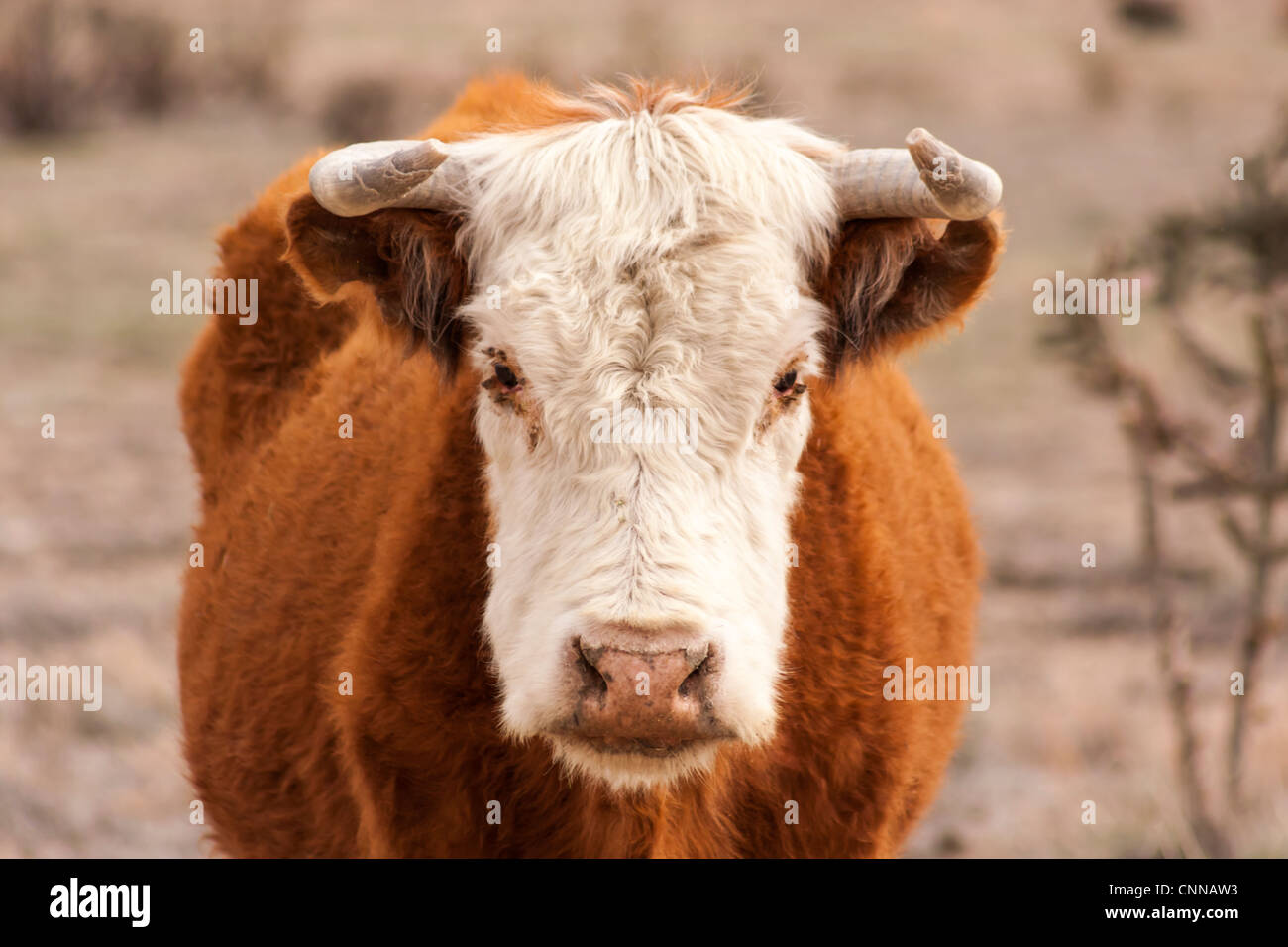 Simmental bull horns hi-res stock photography and images - Alamy