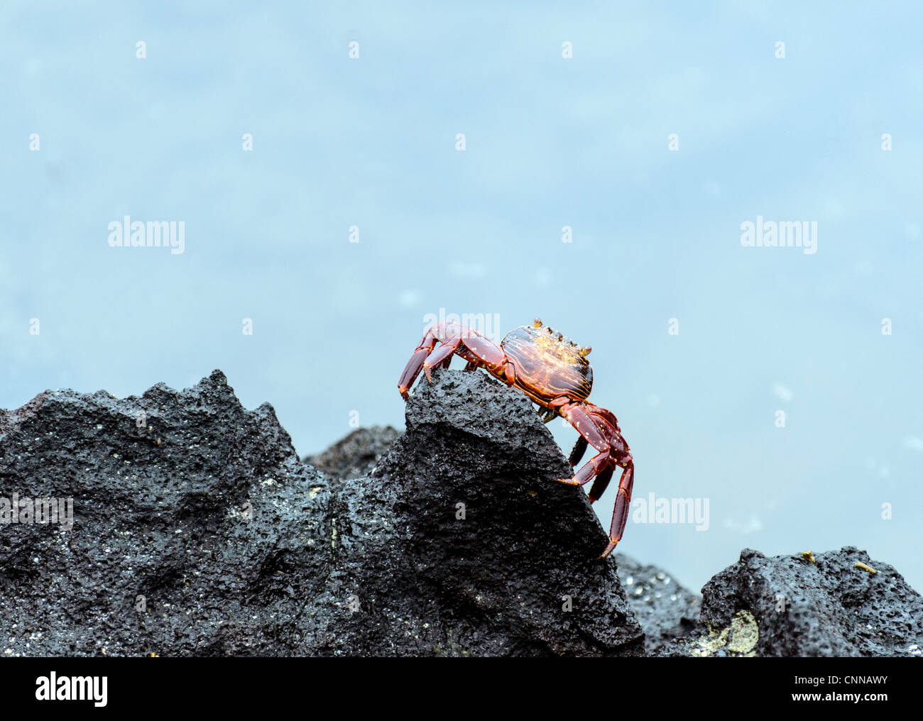 Sally Lightfoot Crabs Galapagos Ecuador Stock Photo