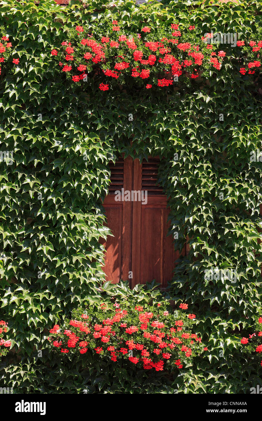Ivy geraniums hires stock photography and images Alamy