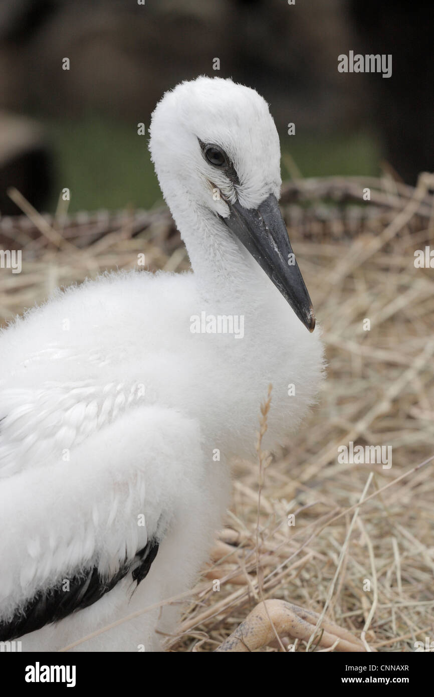 European Stork Ciconia ciconia ciconia chick at captive breeding project Hunawihr Alsace France Stock Photo