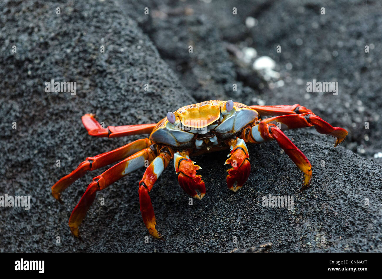 Sally Lightfoot Crabs Galapagos Ecuador Stock Photo