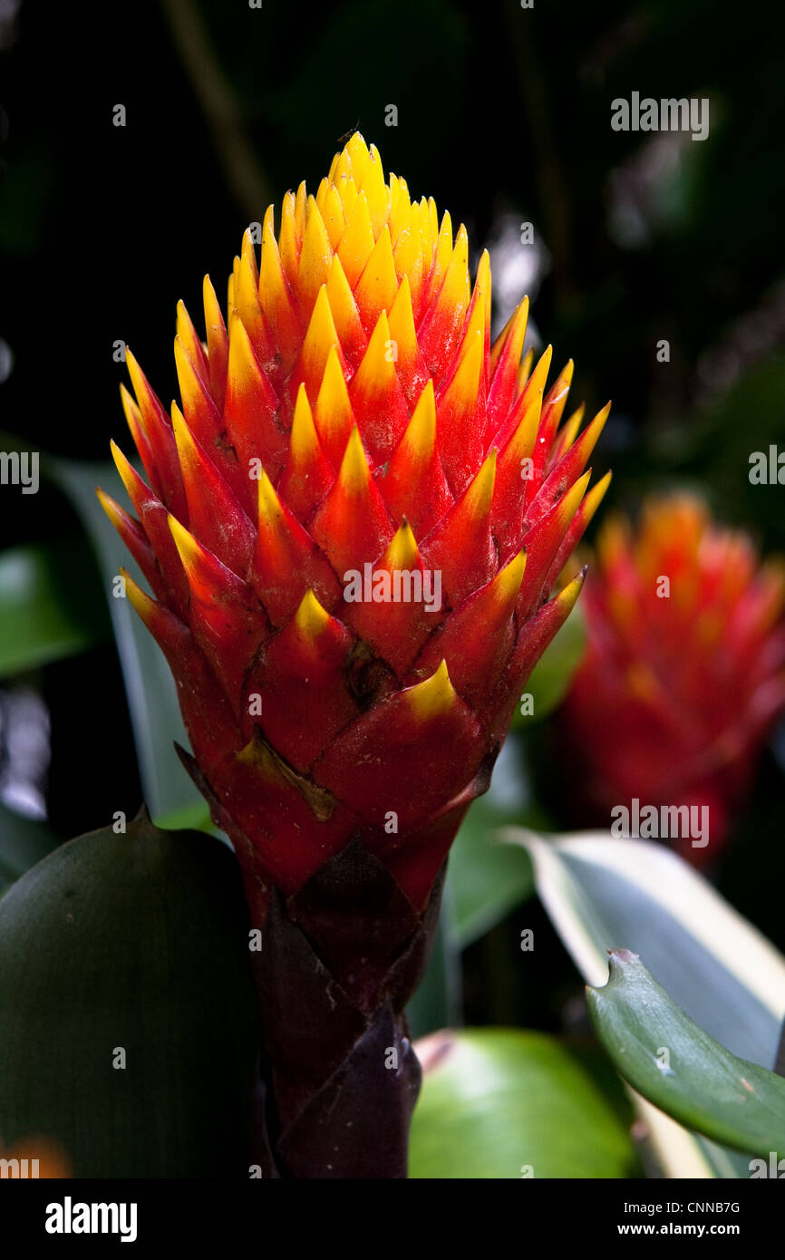 Bromeliad Flame (Torch) Stock Photo