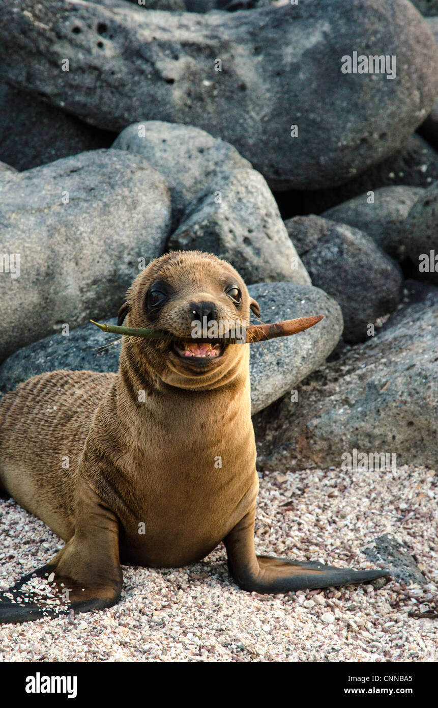 Sea lions North Seymour Galapagos Ecuador Stock Photo