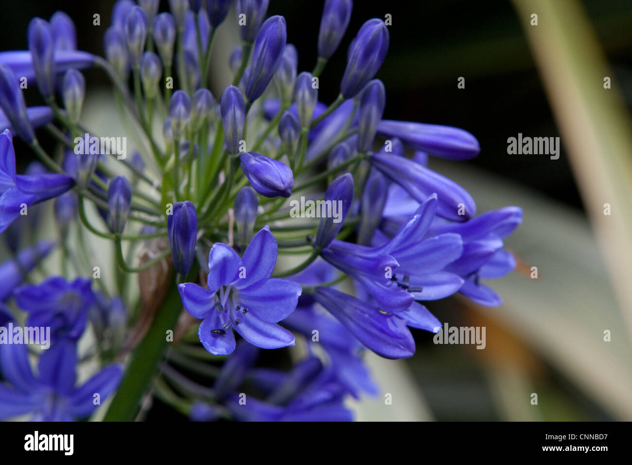 Agapanthus headbourne hybrid Stock Photo