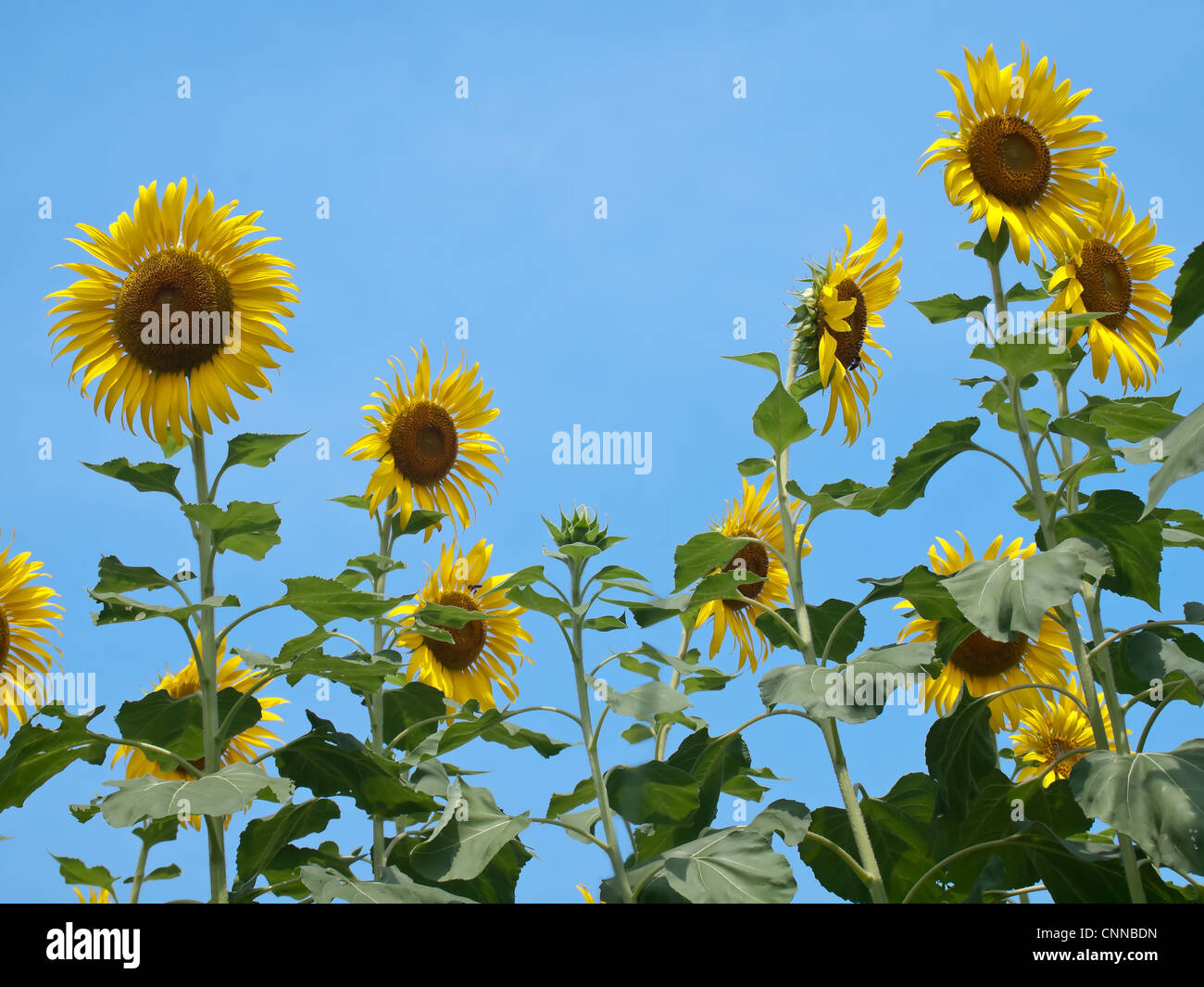 Sunflowers against blue sky Stock Photo - Alamy