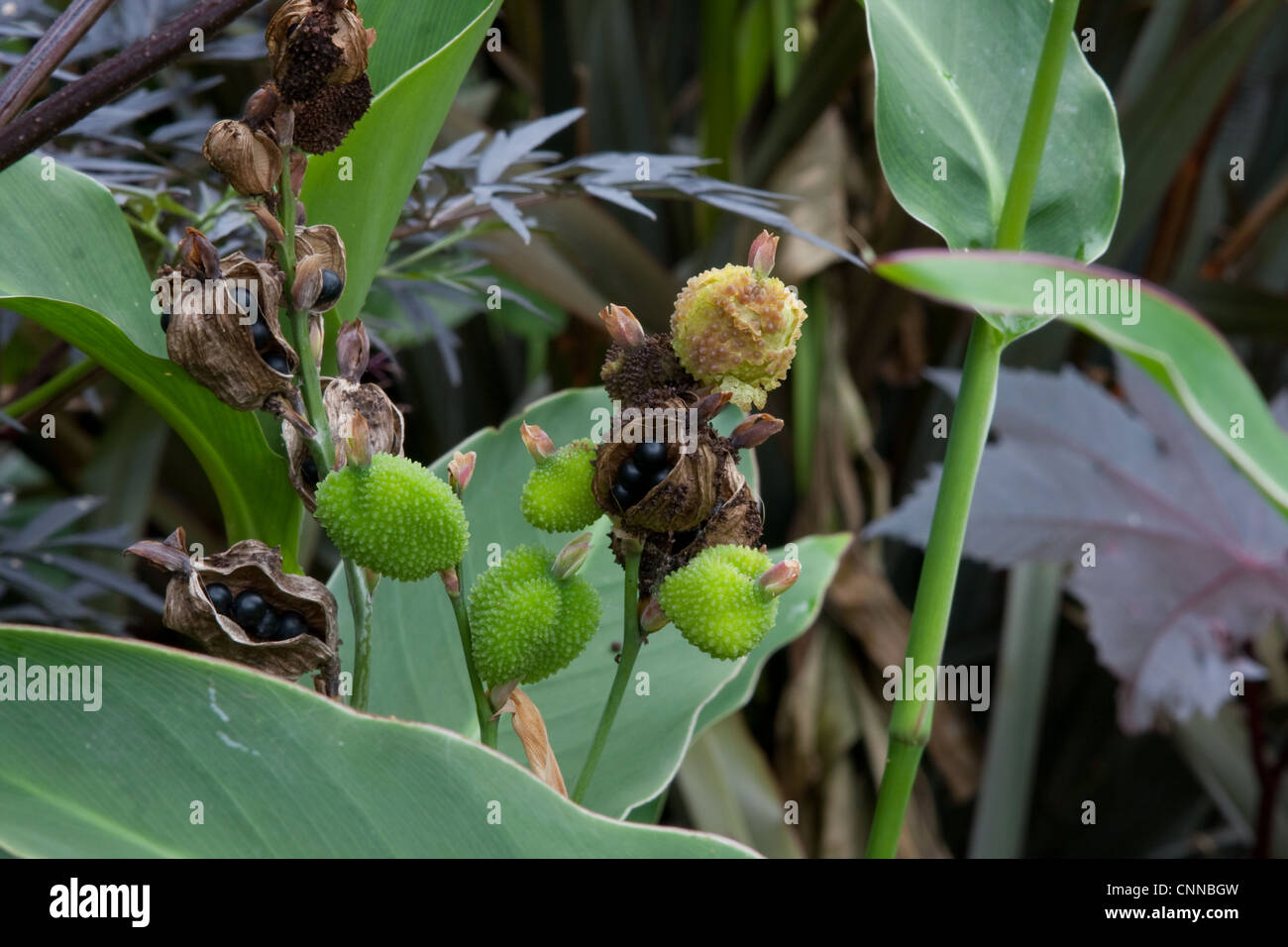 Canna Indica Seed Pods Stock Photo