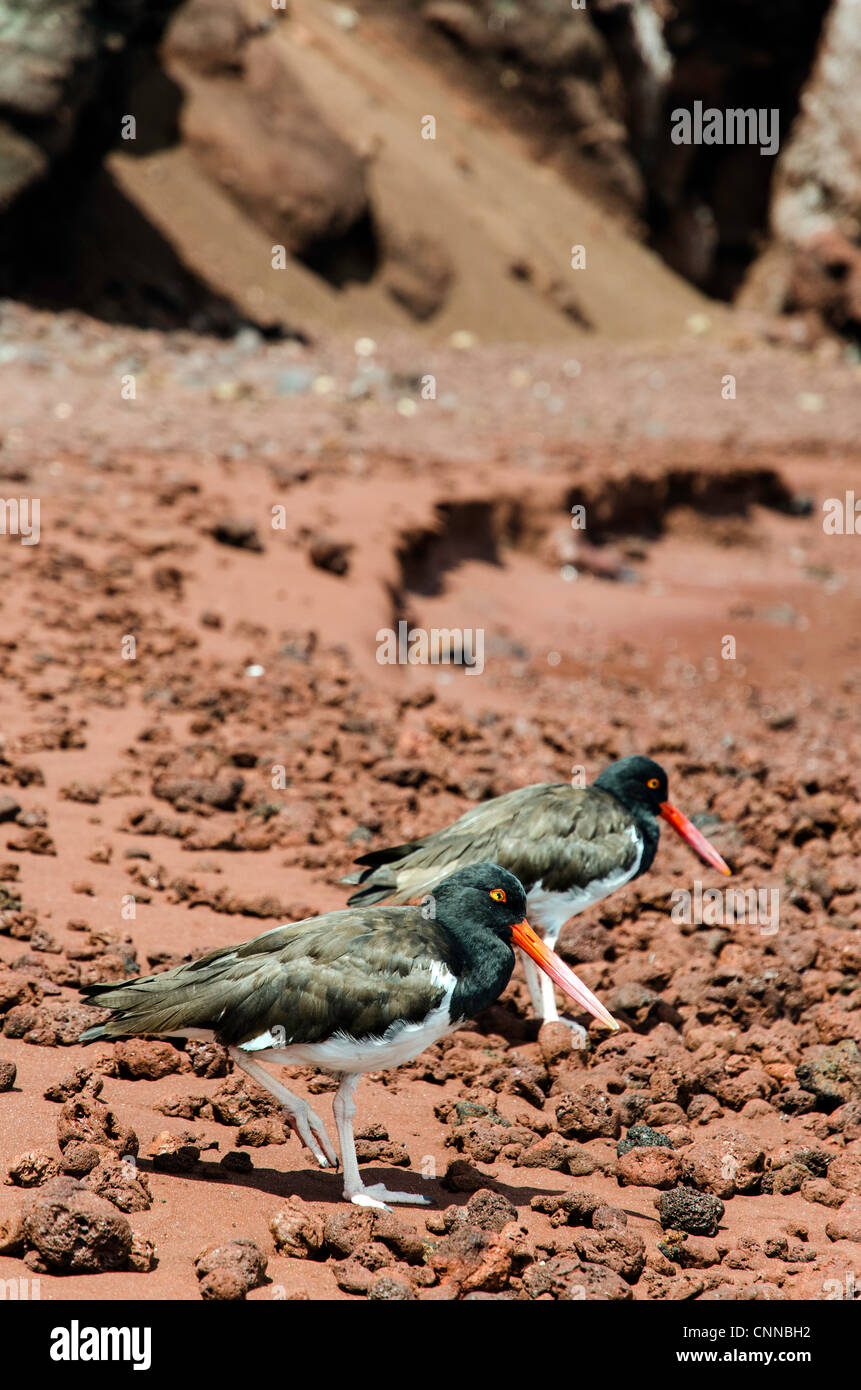 Oystercatchers bird Rabida Galapagos Islands Ecuador South America Stock Photo