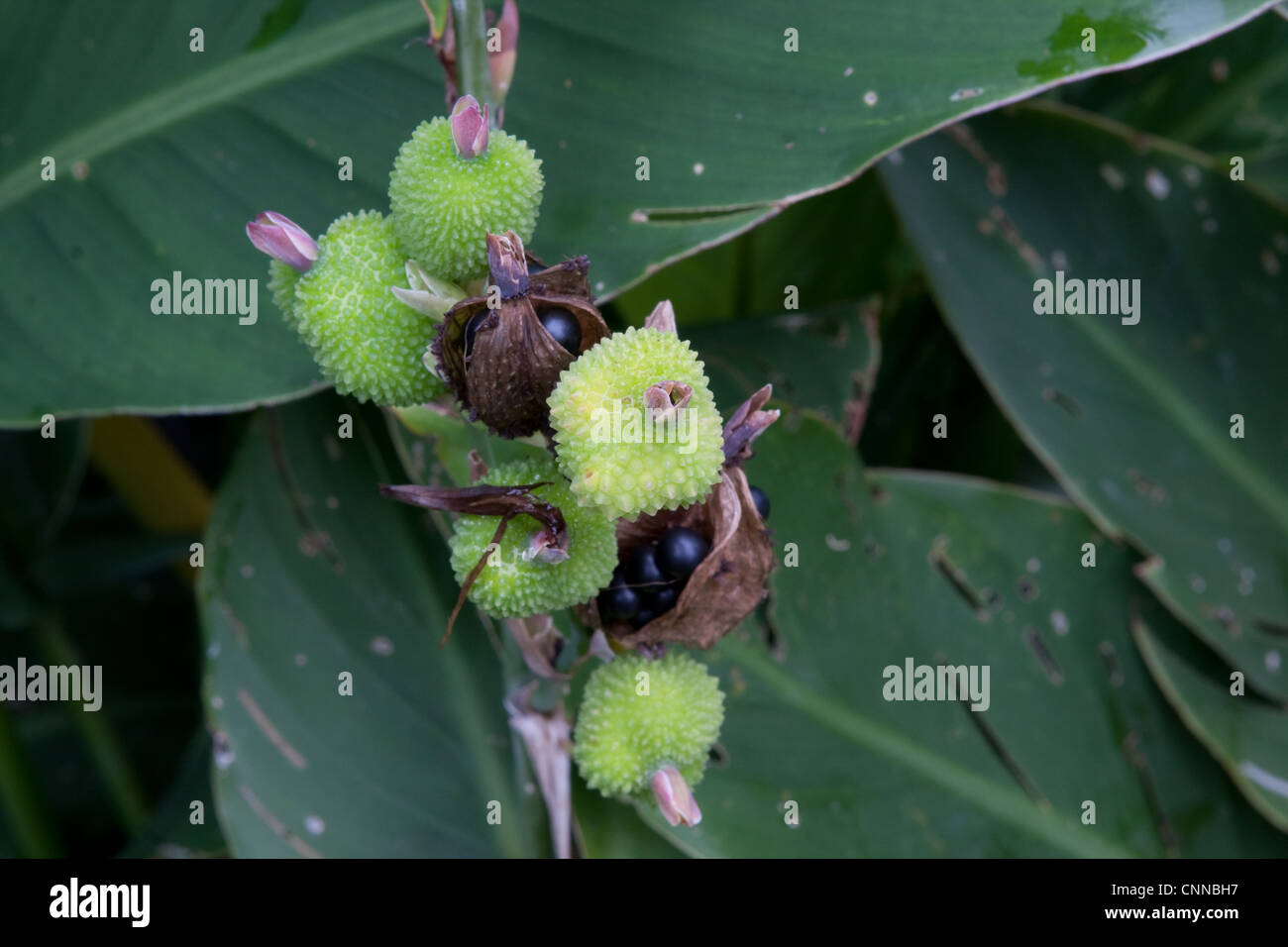 Canna Indica Seed Pods Stock Photo